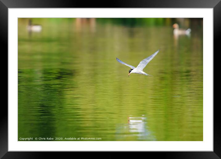 Common Tern in flight Framed Mounted Print by Chris Rabe