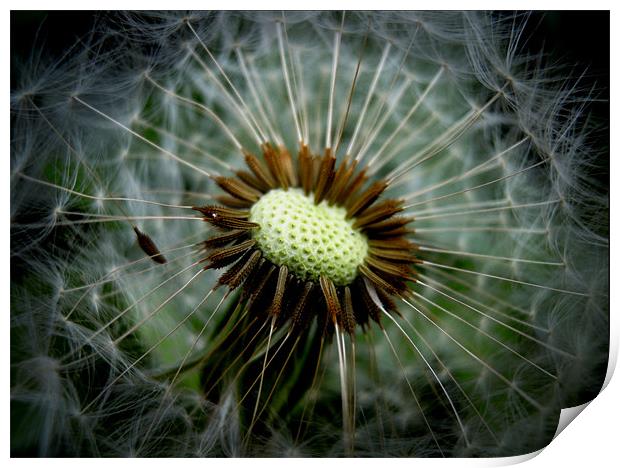 secret world of the dandelion Print by Heather Newton