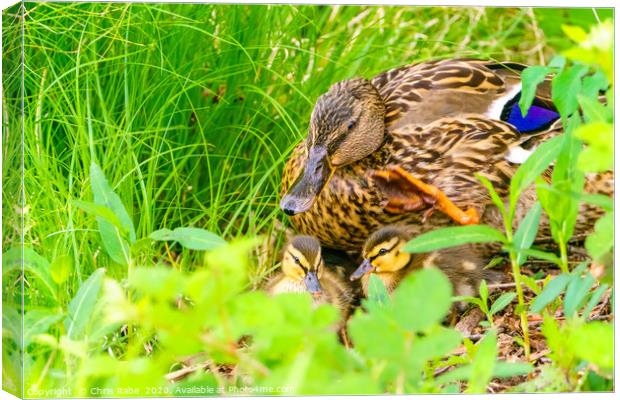 Mallard mother and her ducklings Canvas Print by Chris Rabe