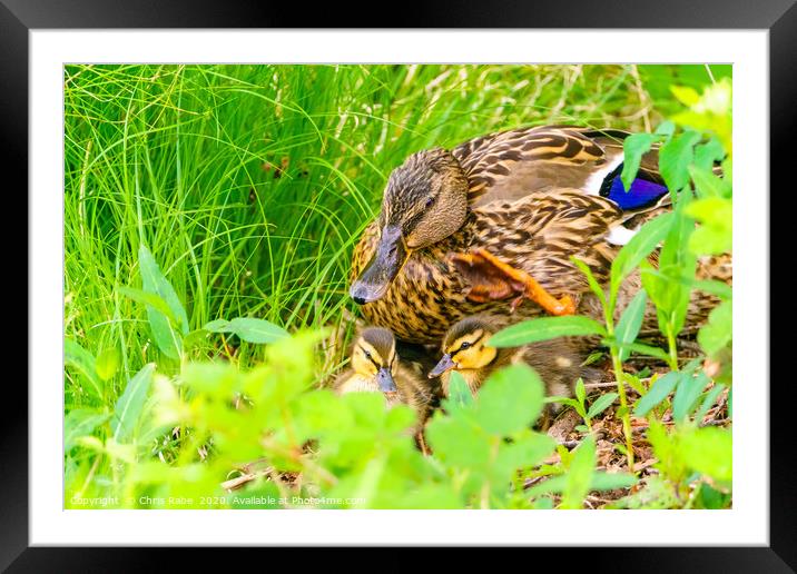 Mallard mother and her ducklings Framed Mounted Print by Chris Rabe