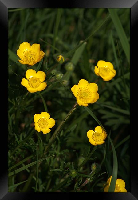 Buttercups Framed Print by Chris Day