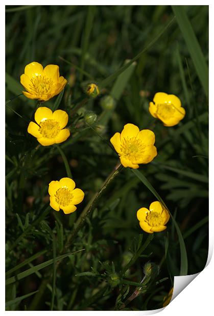 Buttercups Print by Chris Day