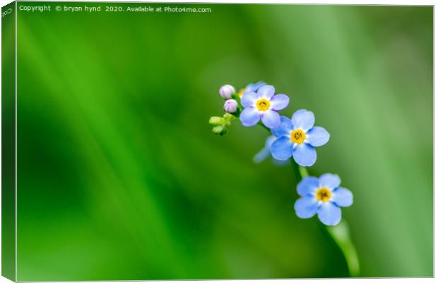 Forget Me Not Canvas Print by bryan hynd