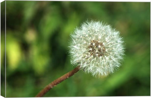 Dandelion Seed head Canvas Print by Chris Day