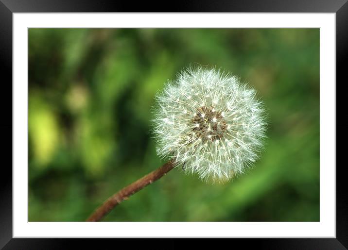 Dandelion Seed head Framed Mounted Print by Chris Day