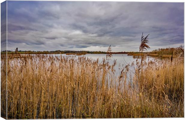 Rockland Broad in autumn Canvas Print by Chris Yaxley