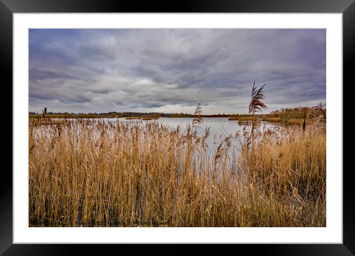 Rockland Broad in autumn Framed Mounted Print by Chris Yaxley