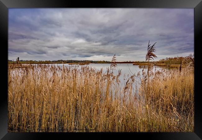Rockland Broad in autumn Framed Print by Chris Yaxley