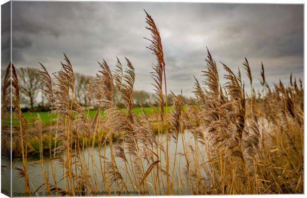 Golden reeds of the Norfolk Broads Canvas Print by Chris Yaxley