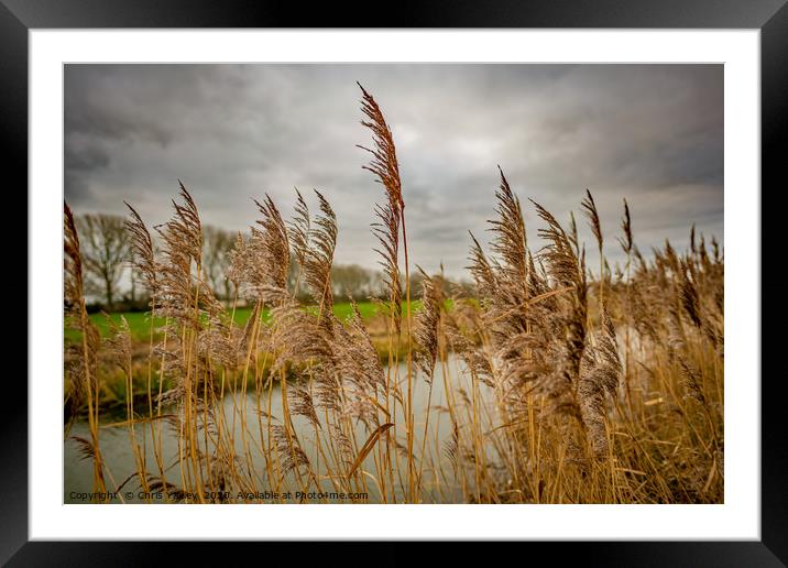 Golden reeds of the Norfolk Broads Framed Mounted Print by Chris Yaxley