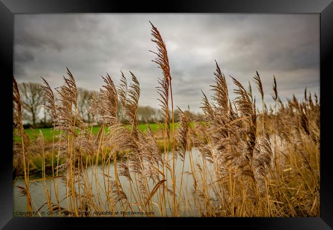 Golden reeds of the Norfolk Broads Framed Print by Chris Yaxley
