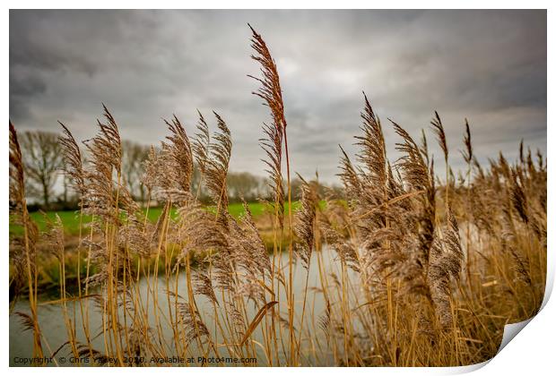 Golden reeds of the Norfolk Broads Print by Chris Yaxley