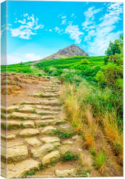 Climbing Roseberry Topping North Yorkshire Canvas Print by Rosaline Napier
