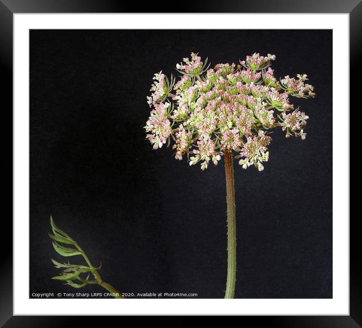 WILD CARROT FLOWER HEAD Framed Mounted Print by Tony Sharp LRPS CPAGB