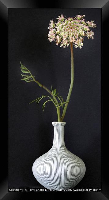 WILD CARROT FLOWER STEM IN CLAY VASE Framed Print by Tony Sharp LRPS CPAGB