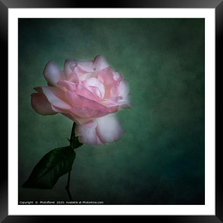 Pink Rose Framed Mounted Print by  Photofloret