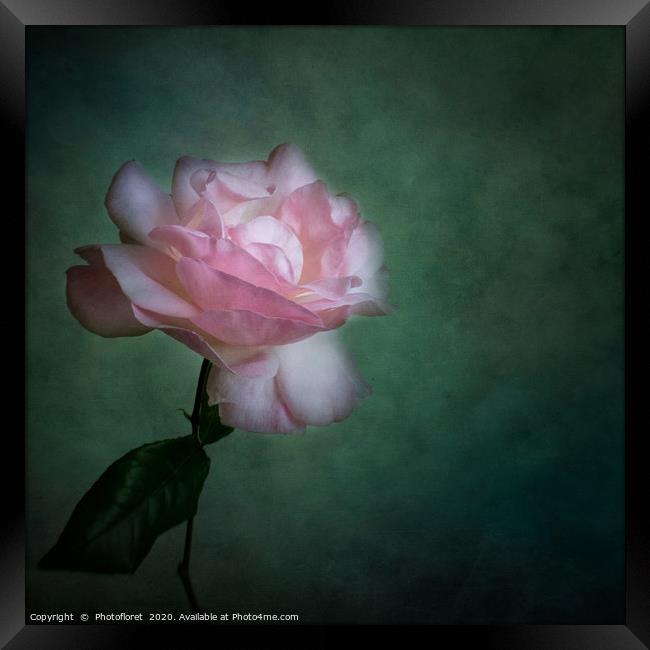 Pink Rose Framed Print by  Photofloret