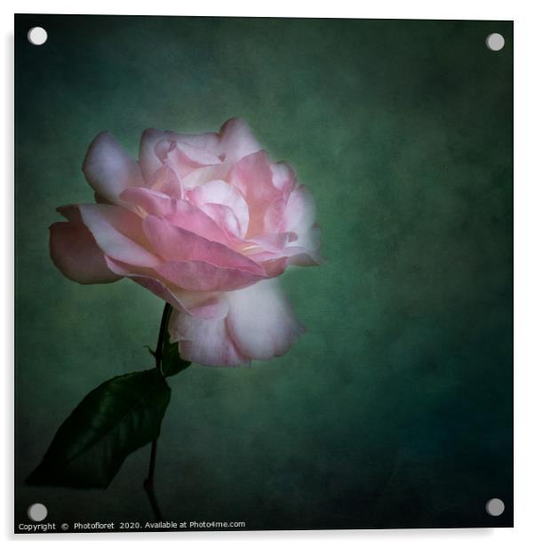 Pink Rose Acrylic by  Photofloret