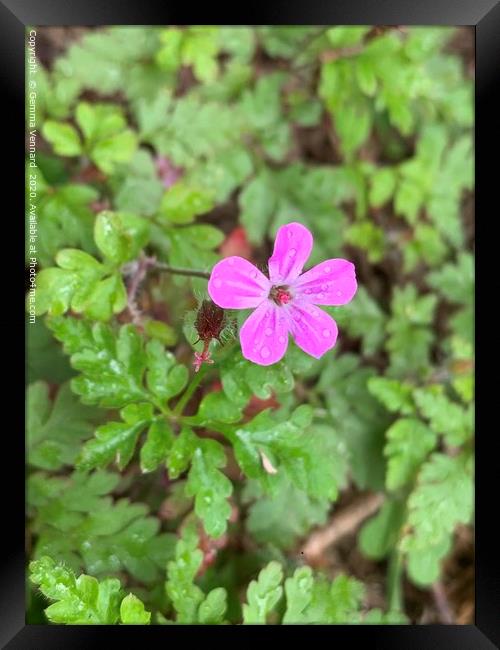 Herb Robert Purple Bloom Framed Print by Gemma Vennard