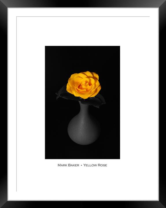 Yellow Rose. Framed Mounted Print by mark baker