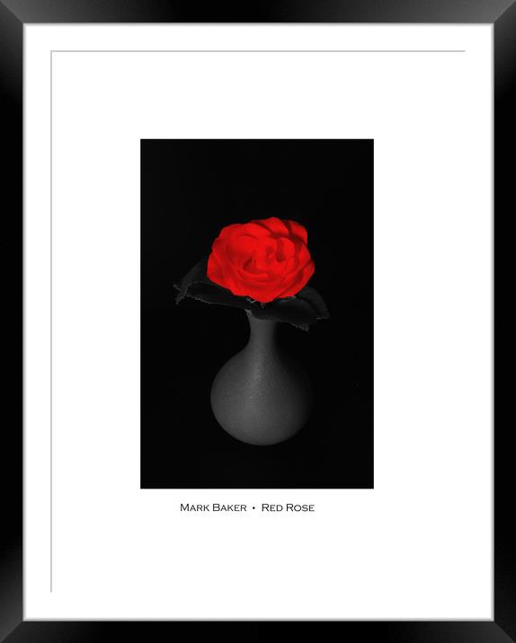  Red Rose. Framed Mounted Print by mark baker