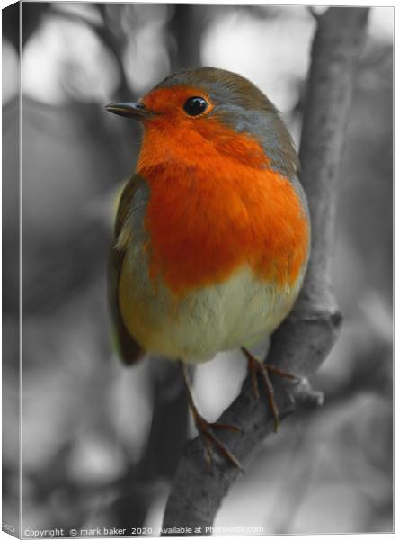 Robin Red Breast. Canvas Print by mark baker