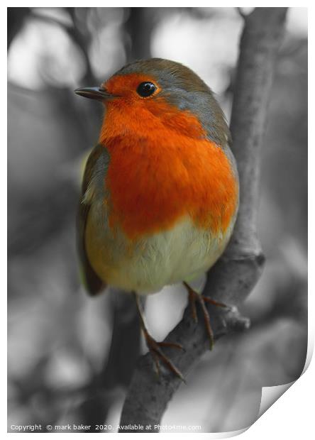Robin Red Breast. Print by mark baker