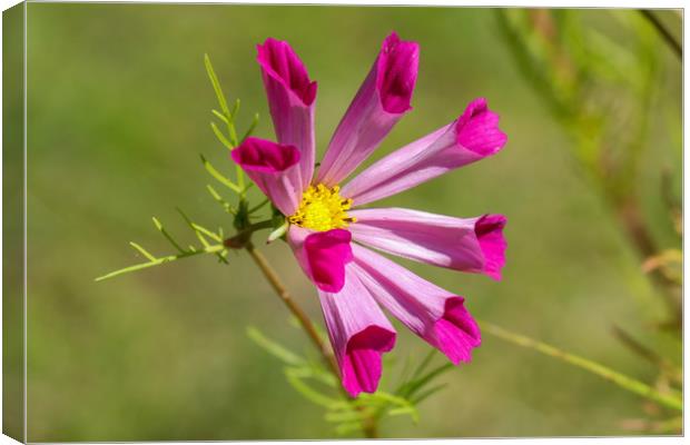 Stunning Cosmos in Full Bloom Canvas Print by Simon Marlow