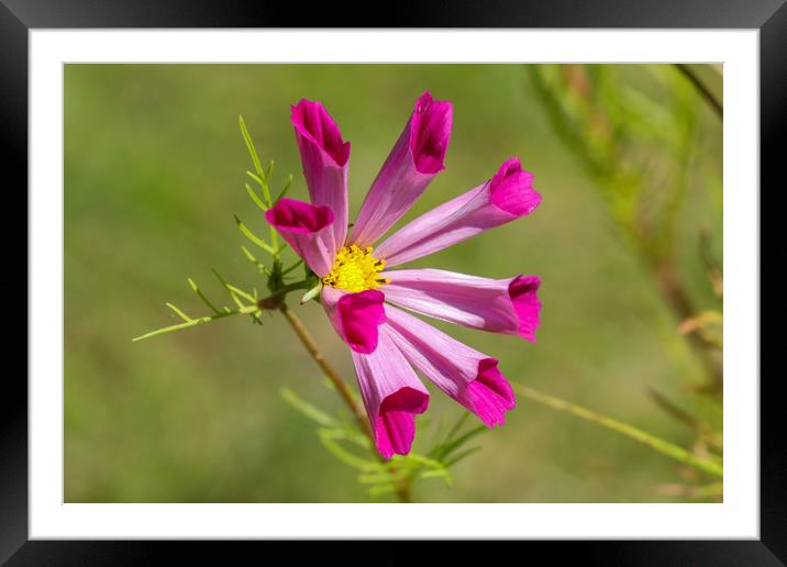 Stunning Cosmos in Full Bloom Framed Mounted Print by Simon Marlow