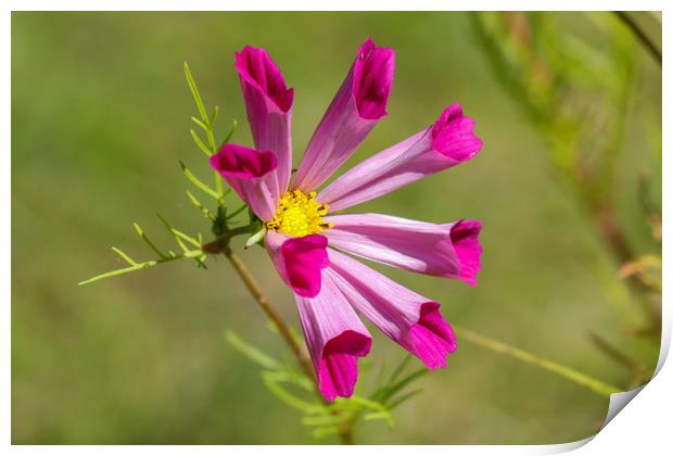 Stunning Cosmos in Full Bloom Print by Simon Marlow