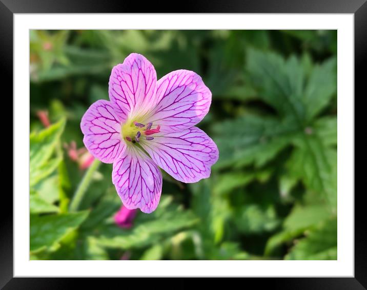 French Cranesbill (Geranium endressii) Framed Mounted Print by Simon Marlow