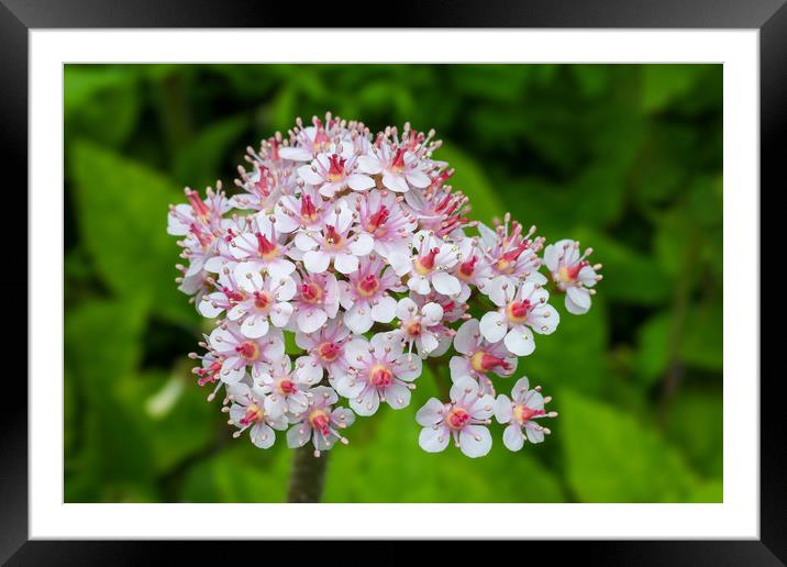 The Enchanting Indian Rhubarb Framed Mounted Print by Simon Marlow