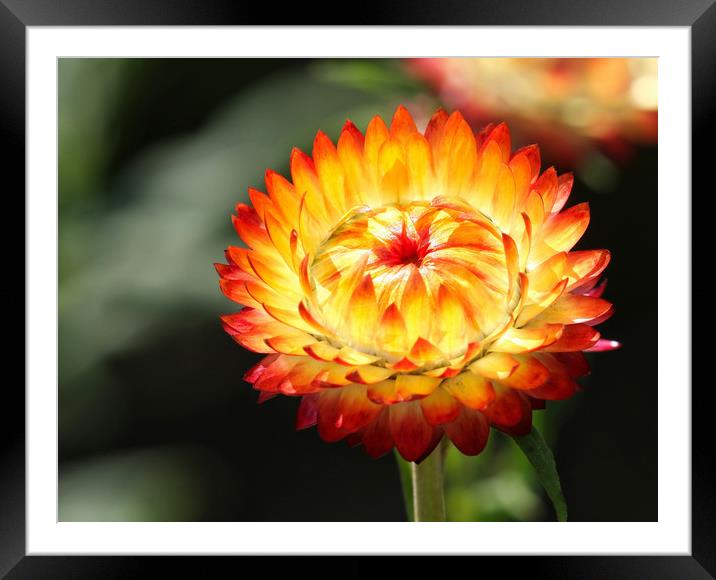 Beautiful Garden Marigold Flower Framed Mounted Print by Simon Marlow