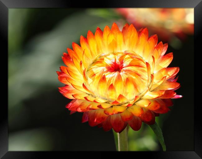 Beautiful Garden Marigold Flower Framed Print by Simon Marlow