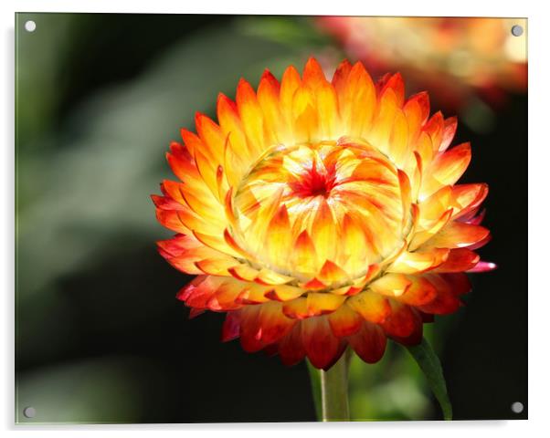 Beautiful Garden Marigold Flower Acrylic by Simon Marlow