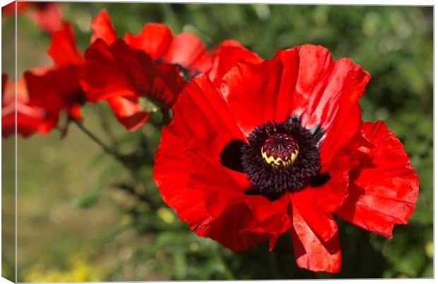 Vibrant Red Poppies Canvas Print by Simon Marlow