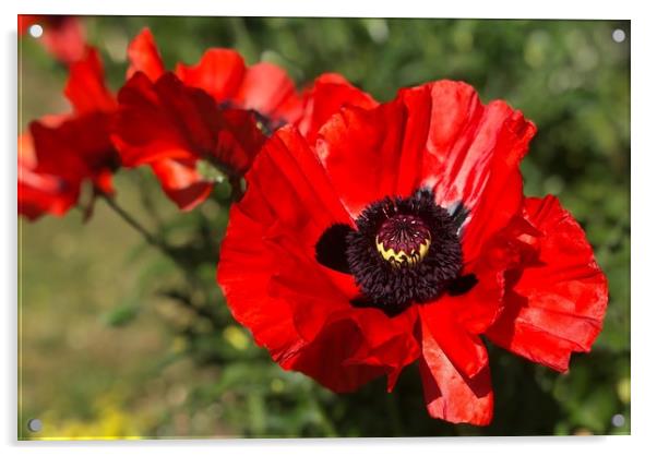 Vibrant Red Poppies Acrylic by Simon Marlow