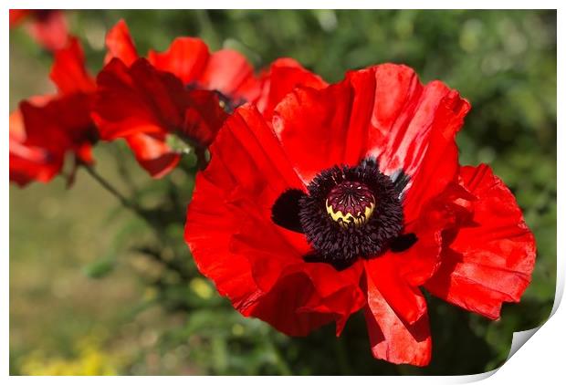 Vibrant Red Poppies Print by Simon Marlow