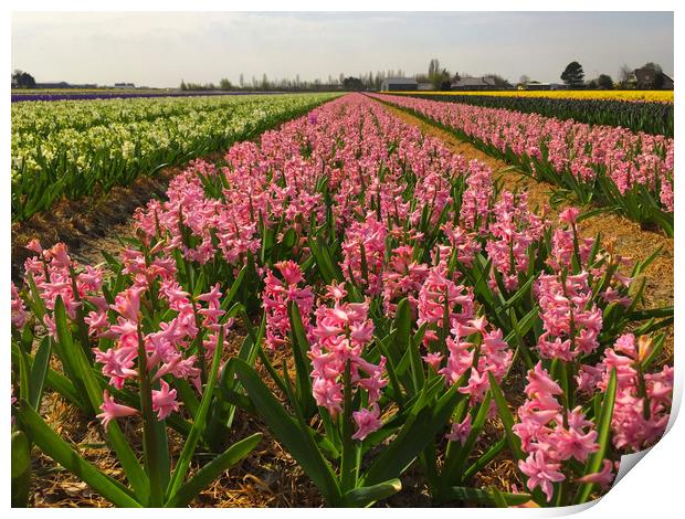 The Flower fields of Holland Print by Simon Marlow