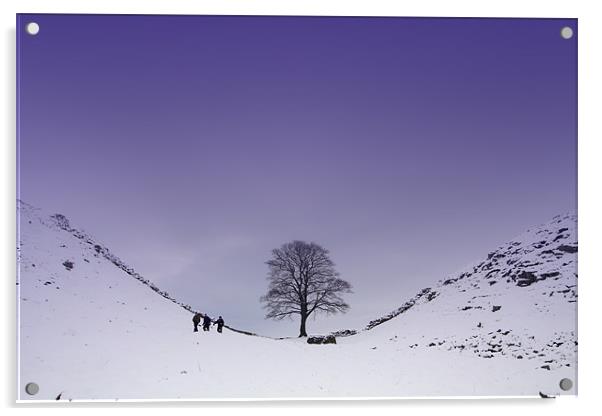 Sycamore Gap Acrylic by Gail Johnson