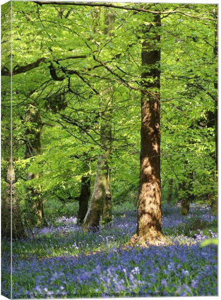 Bluebells forest Canvas Print by Rumyana Whitcher