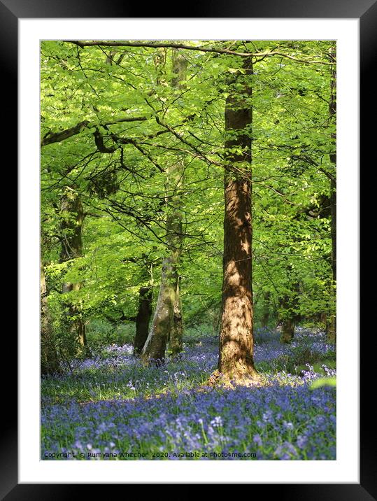 Bluebells forest Framed Mounted Print by Rumyana Whitcher