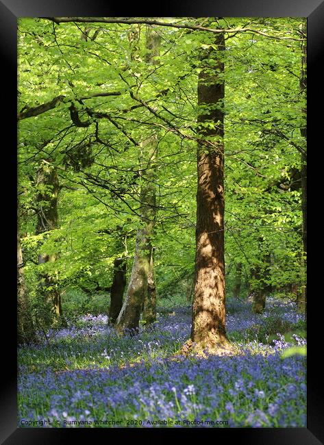 Bluebells forest Framed Print by Rumyana Whitcher