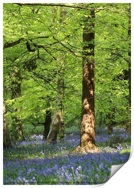 Bluebells forest Print by Rumyana Whitcher