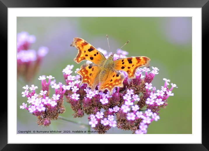 Comma butterfly  Framed Mounted Print by Rumyana Whitcher