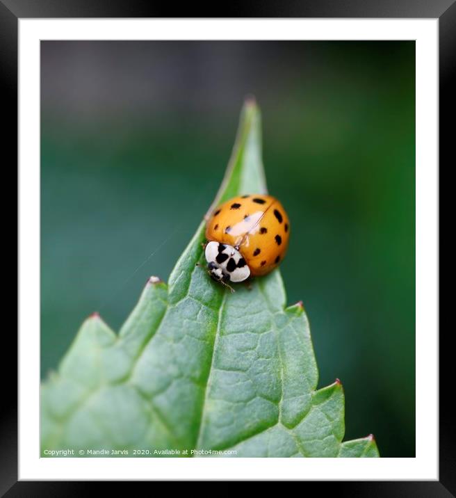 Ladybird resting Framed Mounted Print by Mandie Jarvis