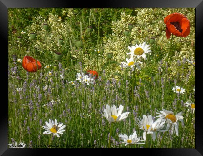 Wild Flowers With Lavender  Framed Print by Antoinette B