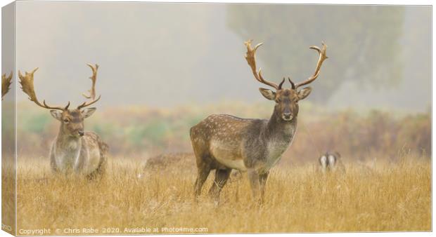 Fallow Deer on a foggy morning Canvas Print by Chris Rabe