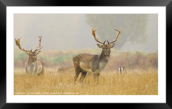 Fallow Deer on a foggy morning Framed Mounted Print by Chris Rabe