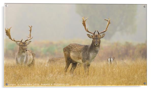 Fallow Deer on a foggy morning Acrylic by Chris Rabe